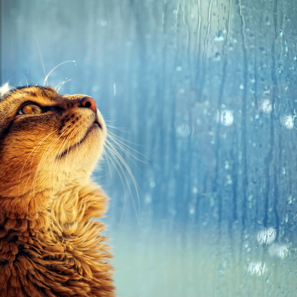 חתול לייד חלון גשום